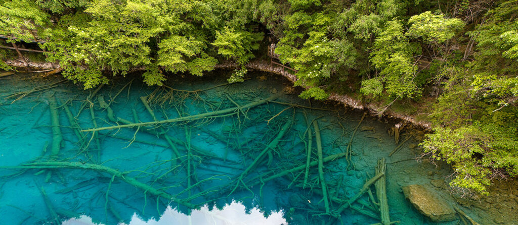 Troncos fosilizados y blanqueados en el fondo del lago de Jiuzhaigou