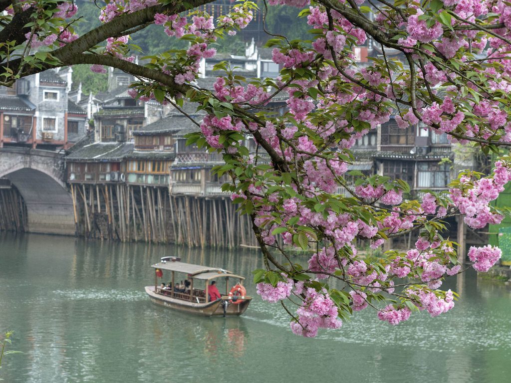 Ramas de cerezo en flor con pétalos rosas en primer plano sobre el río Tuojiang, con las casas colgantes y los puentes de Fenghuang al fondo en un día de primavera
