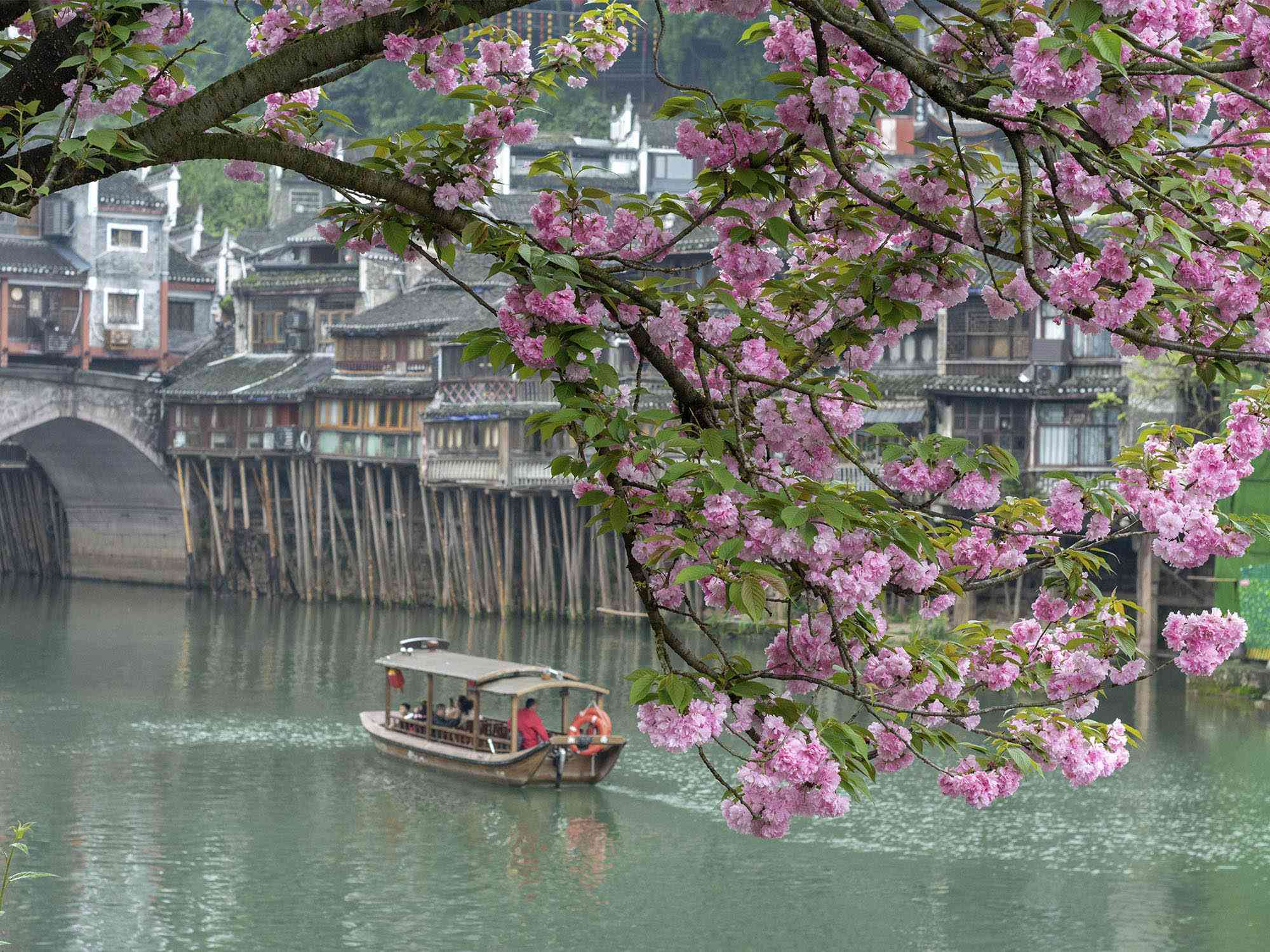 Ramas de cerezo en flor con pétalos rosas en primer plano sobre el río Tuojiang, con las casas colgantes y los puentes de Fenghuang al fondo en un día de primavera