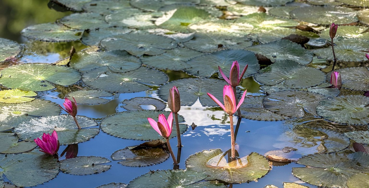 Flores de loto en flor en el Jardín Botánico Tropical de Xishuangbanna, China