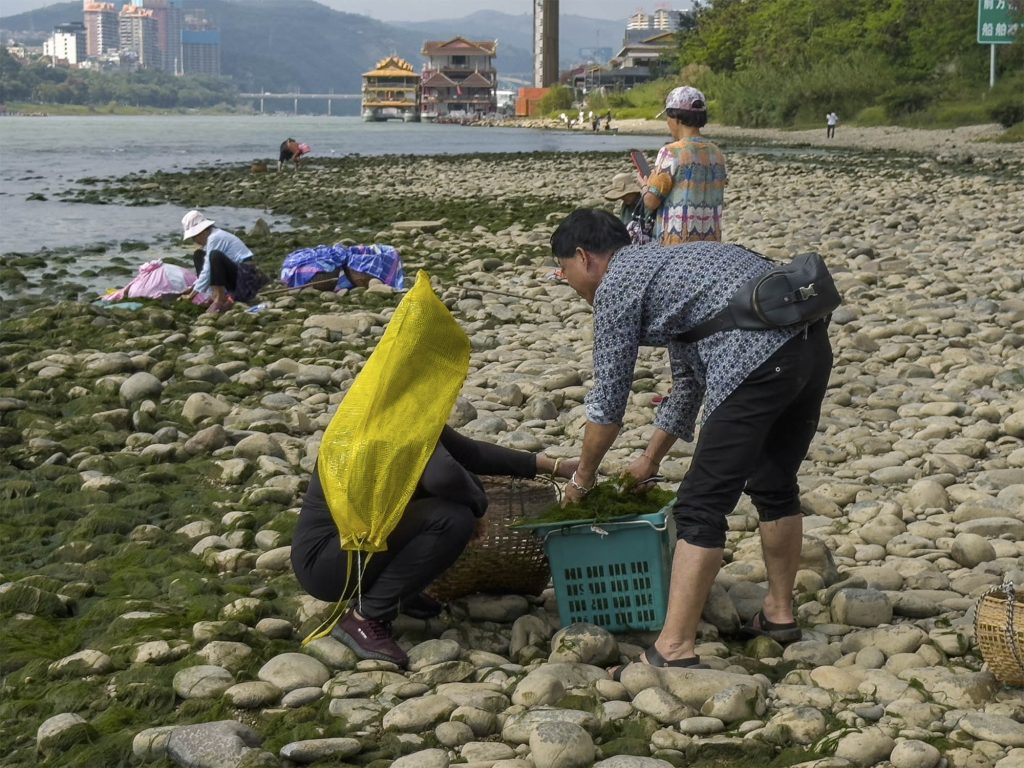 Grupo de personas con cestas de bambú arrancando algas de las piedras a orillas del río Mekong en Jinghong, China