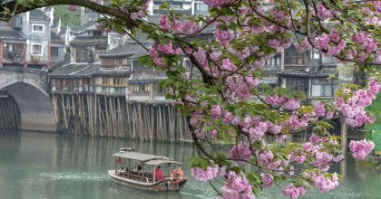 Ramas de cerezo en flor con pétalos rosas en primer plano sobre el río Tuojiang, con las casas colgantes y los puentes de Fenghuang al fondo en un día de primavera